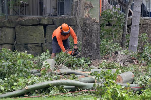 Best Professional Tree Care  in Fulton, TX